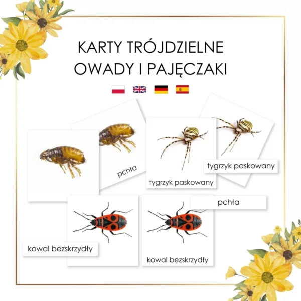 karty edukacyjne owady i pajęczaki po polsku, angielsku, niemiecku i hiszpańsku