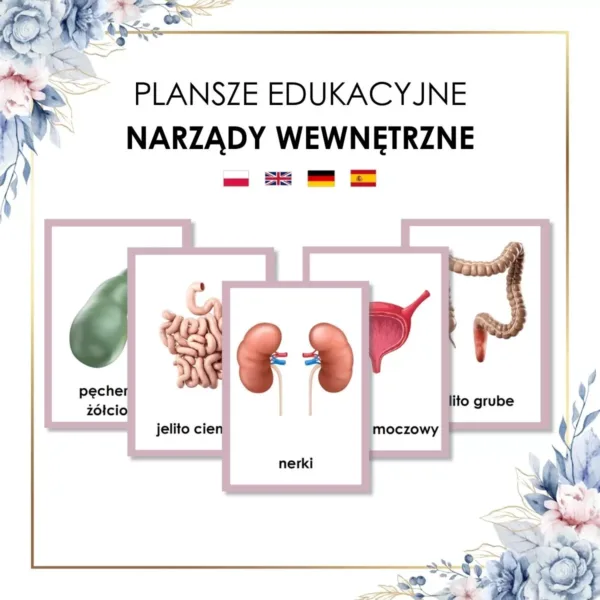 narządy wewnętrzne plansze edukacyjne Montessori