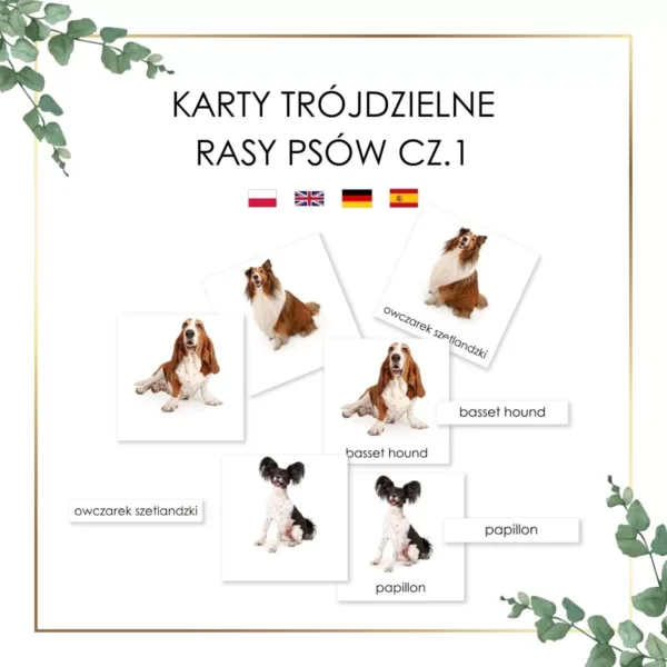 rasy psów karty trójdzielne Montessori basset hound owczarek szetlandzki papillon