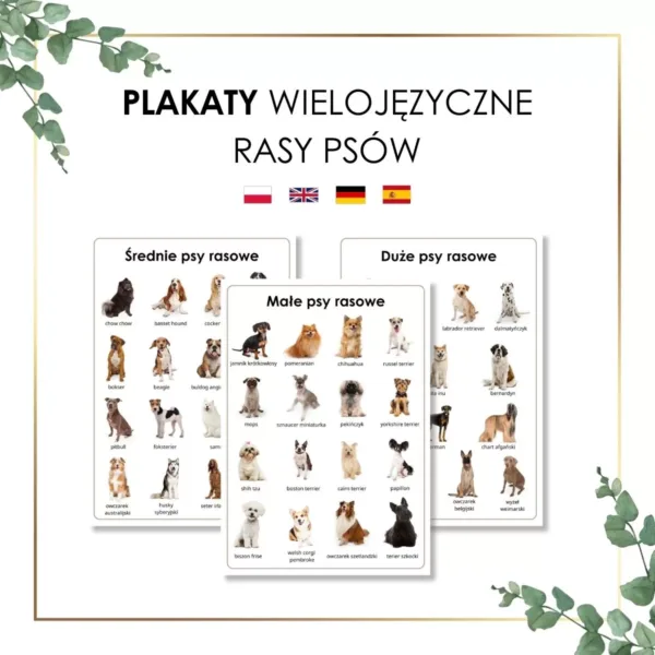 plakaty psy rasowe wielojęzyczne Montessori