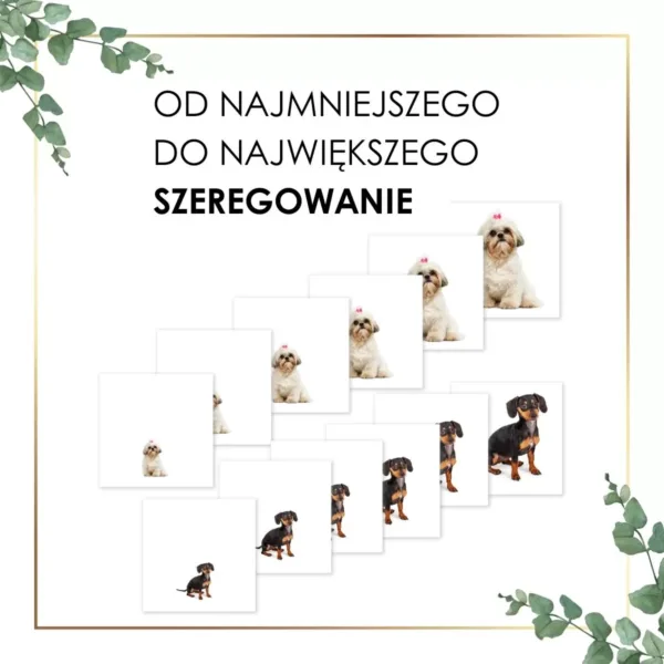 od najmniejszego do największego szeregowanie Montessori psy