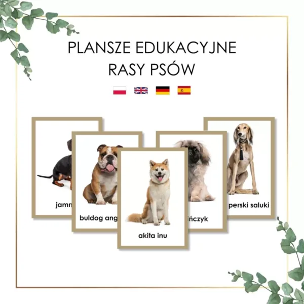 Plansze edukacyjne Montessori psy. Akita inu, buldog angielski, jamnik, pekińczyk, saluki